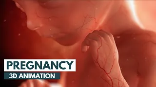 Pregnancy: A Month-By-Month Guide | 3D Animation