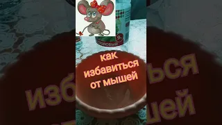 Как избавиться от Мышей 100% способ!!!