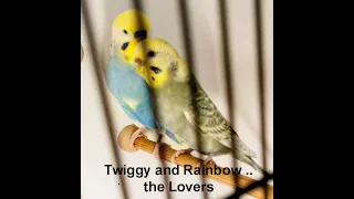 Twiggy and Rainbows first time breeding, candled budgie egg candling