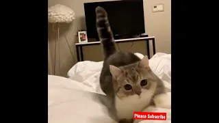 OMG!! So Cute Cats & Best Funny Tik Tok Cat Videos 2021 to keep you Smiling 😂 #50 #Shorts