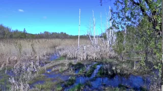 Весенние берёзы Михаил Киселёв