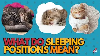 Top 5 Adorable Cat Sleeping Poses