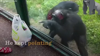 SMART Chimp Asks Zoo Visitors For Drink