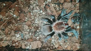 Brachypelma vagans /  Брахипельма ваганс - паук птицеед