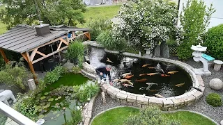 Modern Koi Blog #3890 - Christoph selbstgebauter 20.000 Liter Teich mit Traumwasser