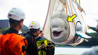 Beluga Whales Were Held Captive For 10 Years. Their Reaction After Their Release Will Make You Cry!