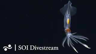 Seamount JF2 Shallow | SOI Divestream 651