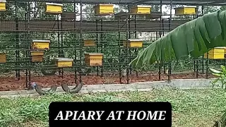 My Apiary, simple bee keeping techniques at home. My Bee keeping journey- African Mum