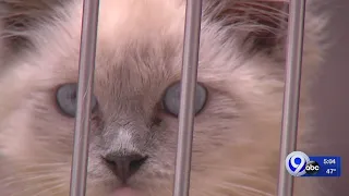 100 cats rescued from hoarding case