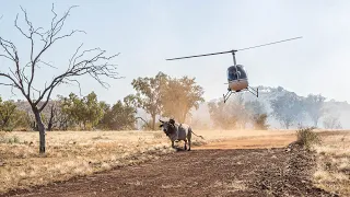 Mustering and Bull Catching in the Kimberley 2022