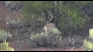 Monster Arizona Strip Buck