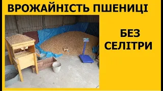 Врожайність пшениці без селітри.