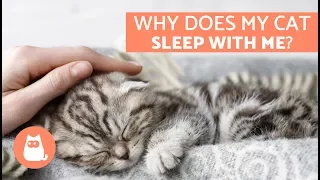 Why Does My Cat Sleep With Me? - 5 Reasons You’ll Love to Know