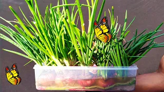 With just a towel and water We can grow green onions | Grow onions without Soil | Cheap & Easy Ways