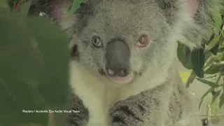 Koala Stuns with Two Different Colored Eyes