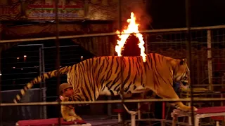 Animals performing in Circus / Dangerous Knief and Fire show