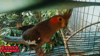 LOVE TO FEED 9 COCKATIELS WITH 3 NEWLY BORN BABAIES!