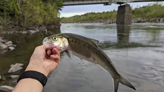 shad fishing nonstop at Chain bridge 2024 Potomac River