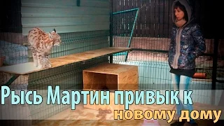 Рысь Мартин привыкает к новому месту, а Умка уже хочет с ним играть. Обсуждение рациона рысей