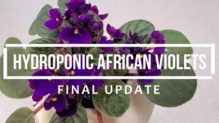 B.A. Kratky Hydroponic African Violets Final Update