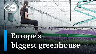 The cutting edge technology of Europe's biggest greenhouse | DW News