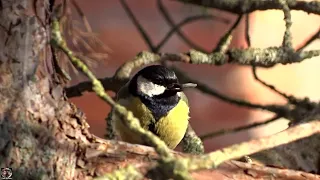 Большая синица ест семечки на ветке / Great tit eats grains on a branch #большаясиница #greattit