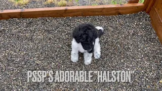 STANDARD POODLE PUPPY AND YOUR FUTURE HALSTON PUPPY