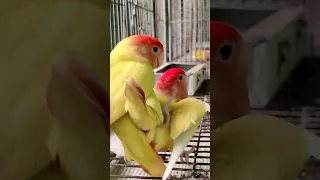 Love Birds Mating.. Boom Boom #lovebirds #shorts #shortvideo #viral