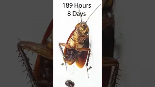 How many days can a cockroach survive without food and water #shorts #timelapse  #nature