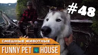 СМЕШНЫЕ ЖИВОТНЫЕ И ПИТОМЦЫ #48 АПРЕЛЬ 2019 [Funny Pet House] Смешные животные