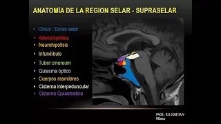 Anatomía Radiologica de la Región Selar y Yuxtaselar