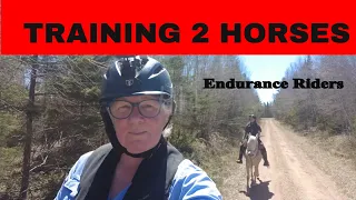 One Easy Solution to trail-training two horses with different requirements❗️