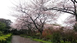 The Sound of Rain Falling on Cherry Blossoms - Fast Sleep, Relaxing and Stress Relief