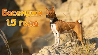 Басенджи второй год, полёт нормальный | Basenji 2 years old