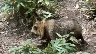 八木山動物公園   ホンドタヌキたち💕