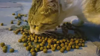 This Beautiful Cute Stray(Street) Cat Meows at me for food - YUFUS