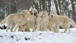 Звуки волков (Разный волчий вой) | (8 Минут)
