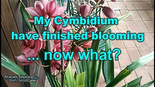 What to do when your Cymbidium finishes blooming 🌺🌺 LEGENDAS EM PORTUGUÊS