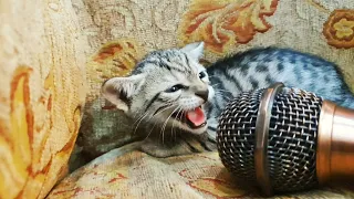 Interviewing cat with tiny mic