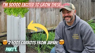 How I'm Growing These Massive Carrots, Come Along for the Experiment || DHBG