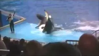 En pleno espectáculo una Orca tira a su entrenadora del escenario