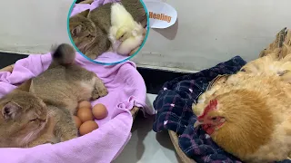 I was shocked! The kitten wanted to hatch chicks like a hen, and even called a duck to help😂🐱🐔🦆🥚🥚🥚