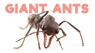 Ant Room Tour | Giant Bull Ants