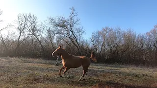 Продаётся лошадь.Безобразница. Кобыла донской породы.