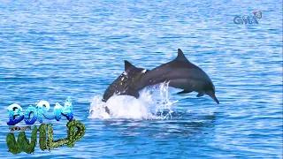 Spinner dolphin sighting in Negros Oriental | Born to be Wild