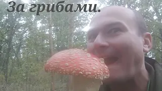 За грибами.