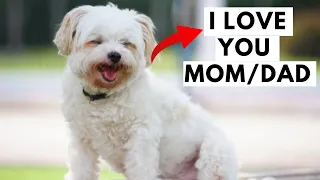 15 Secret Signs Your Maltese Dog Says I Love You But You Ignore