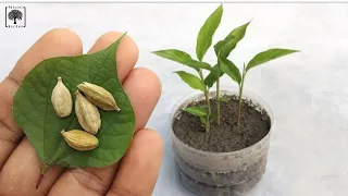 Grow cardamom From Seeds || Grow Properly At Home  || with Normal tips