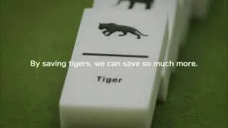 Saving Tigers