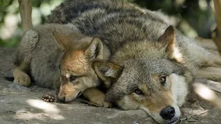 When defensive wolf mama's "Me Time" gets interrupted by needy pups